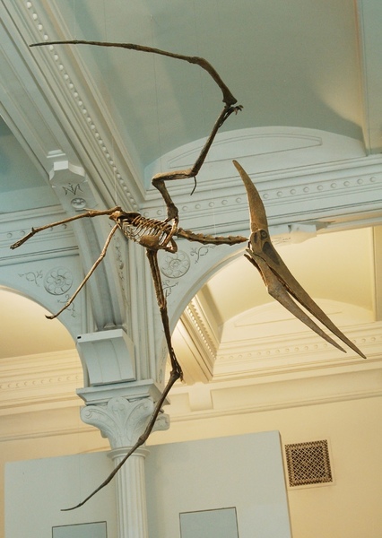 Pteranodon photo