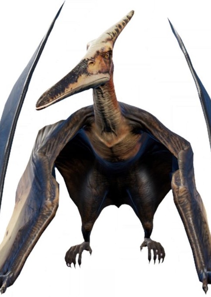 Pteranodon photo