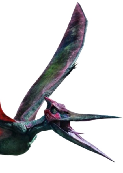 Pteranodon photo
