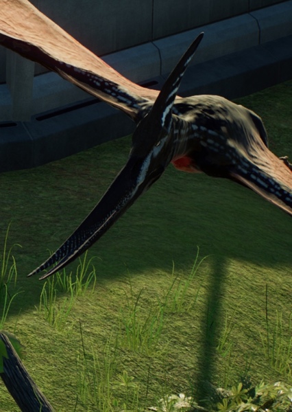 Pteranodon photo