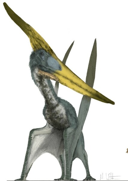 Pteranodon photo