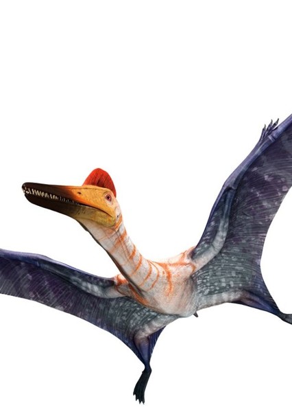 Pterodactylus photo
