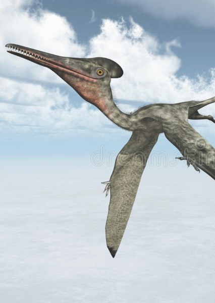 Pterodactylus photo
