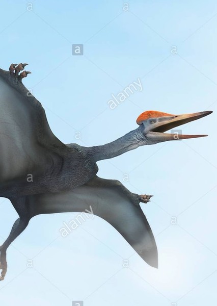 Pterodactylus photo