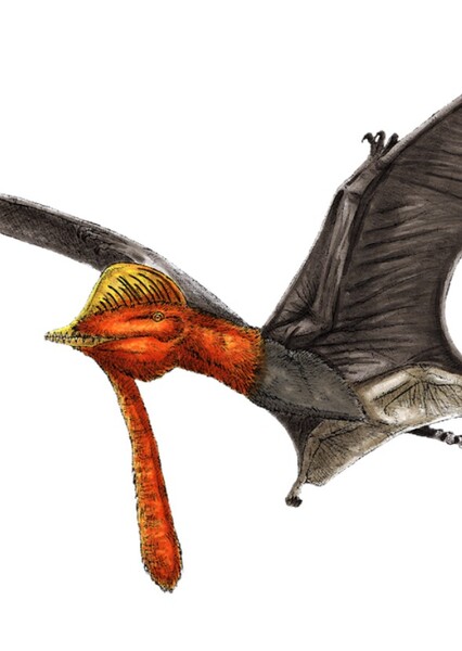 Pterorhynchus
