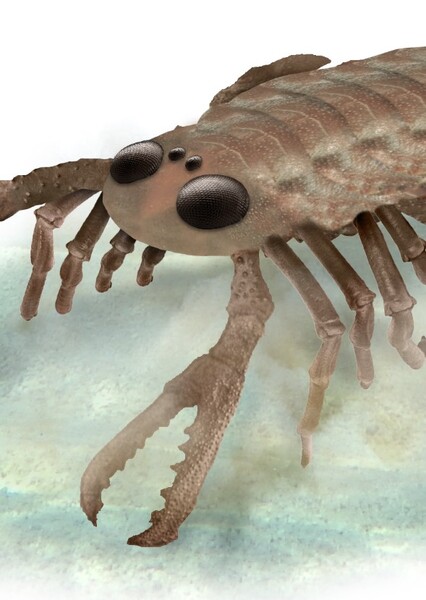 Pterygotus photo