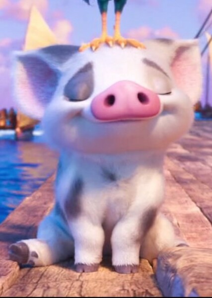 Pua photo