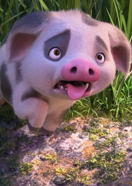Pua photo