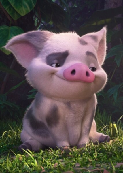 Pua photo