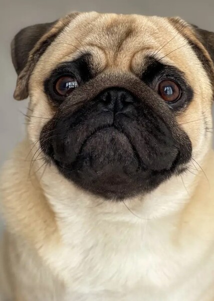 Pug (Dog) photo