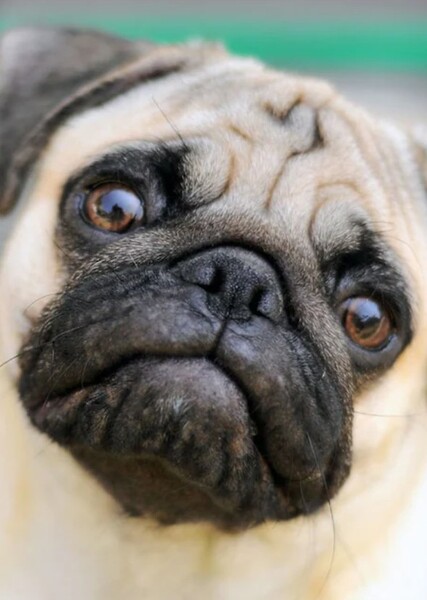 Pug (Dog)