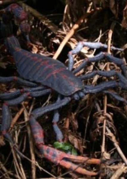 Pulmonoscorpius photo