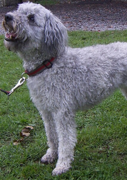 Pumi Dog