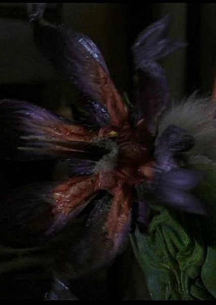 Purple Flowers