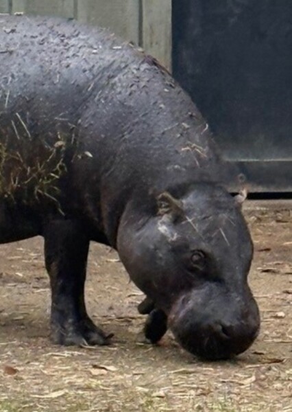Pygmy Hippopotamus
