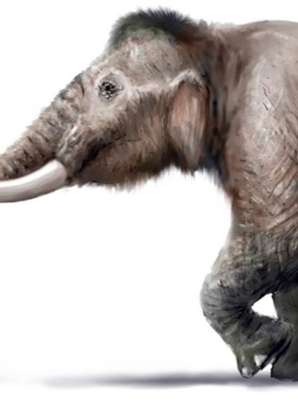 Pygmy Mammoth