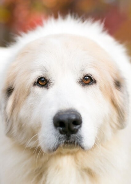 Pyrenean Mountain Dog
