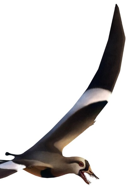Qinglongopterus