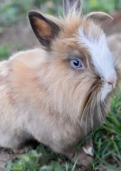 Rabbit photo