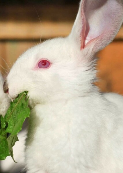 Rabbit photo