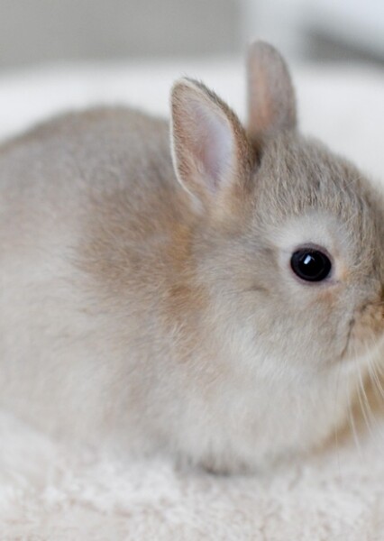 Rabbit photo