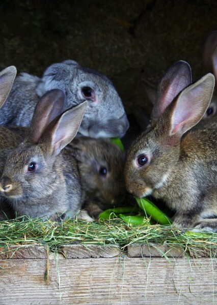 Rabbit photo