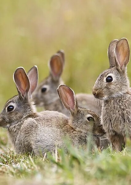 Rabbit photo