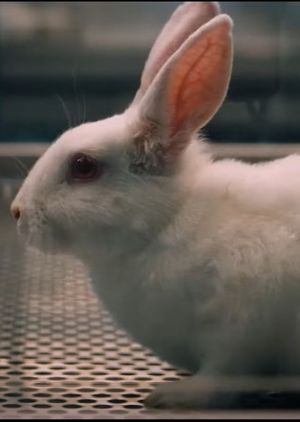 Rabbit photo