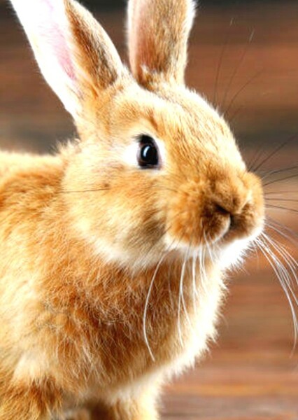 Rabbit photo