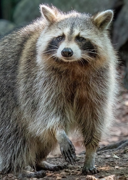 Raccoon photo
