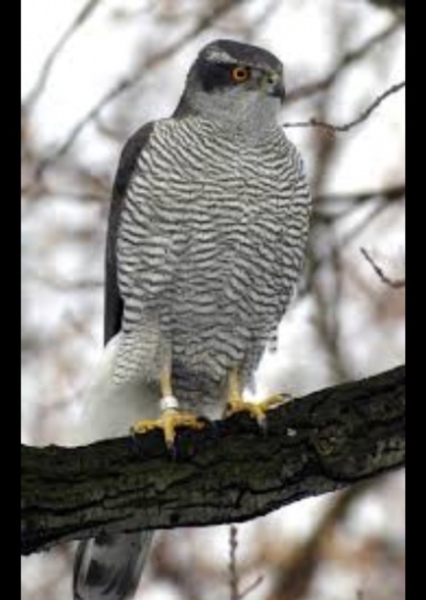 Rainbow Hawk (a new character)