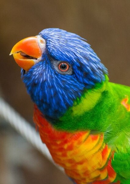 Rainbow Lorikeet
