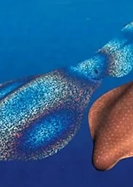 Rainbow Squid
