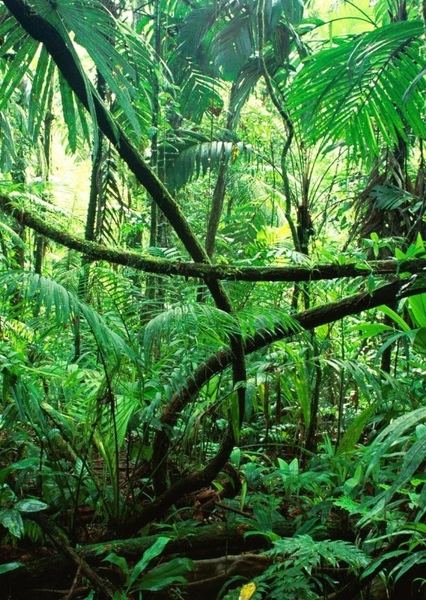 Rainforest