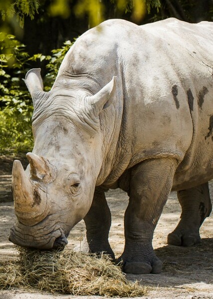 Rambi the Rhinoceros photo