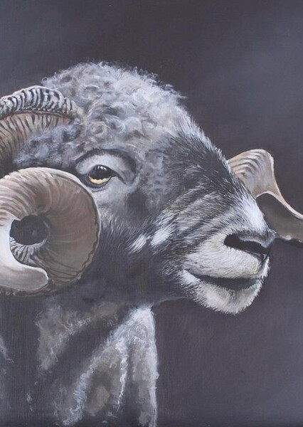Rambro (Angry Ram) photo