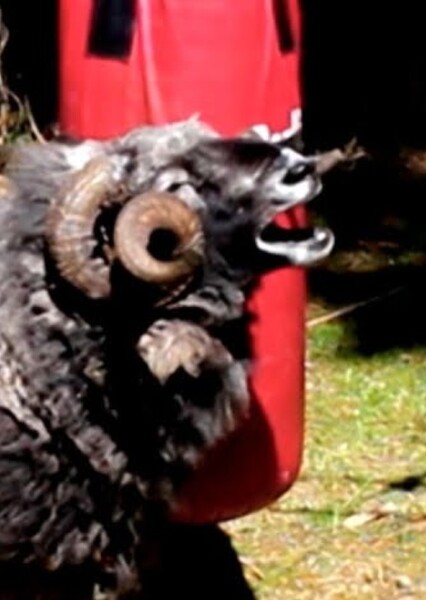 Rambro (Angry Ram) photo