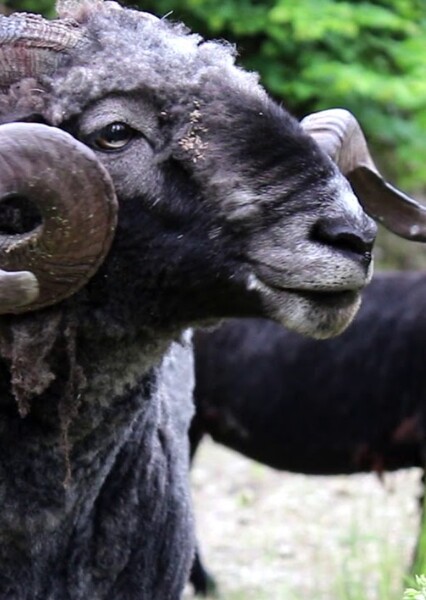 Rambro (Angry Ram) photo