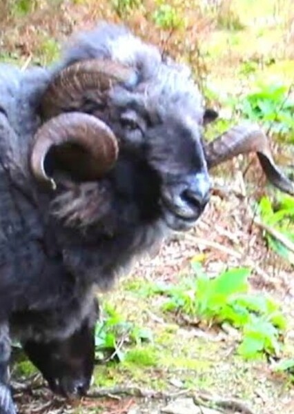 Rambro (Angry Ram) photo