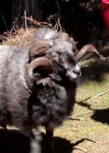Rambro (Angry Ram) photo
