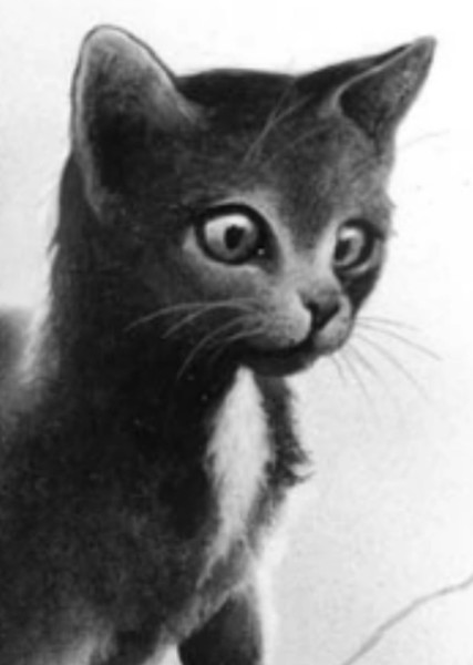 Ravenpaw (Warrior Cats) photo