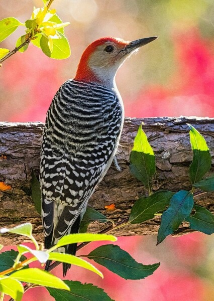 Red-Bellied Woodpecker