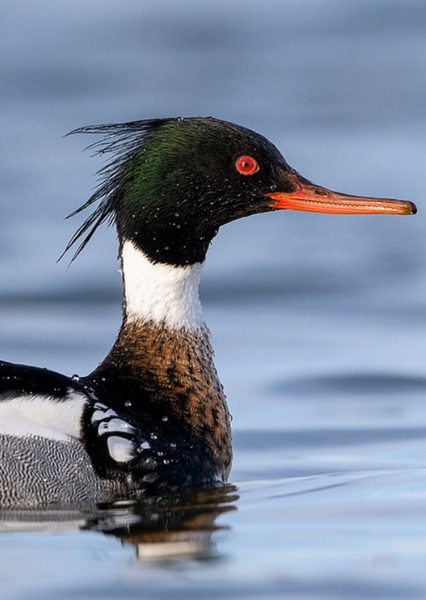 Red-Breasted Merganser