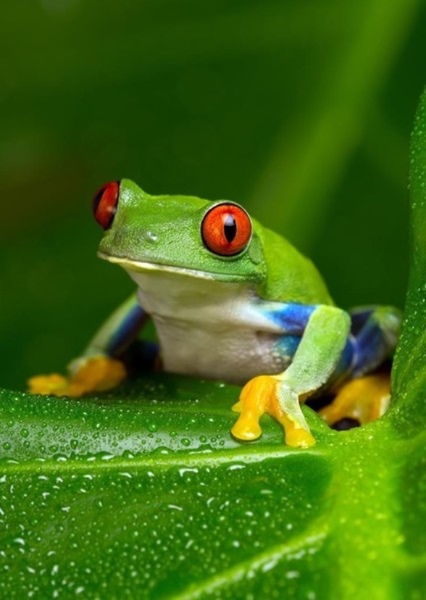 Red-eyed tree frog photo
