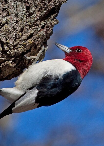 Red-Headed Woodpecker