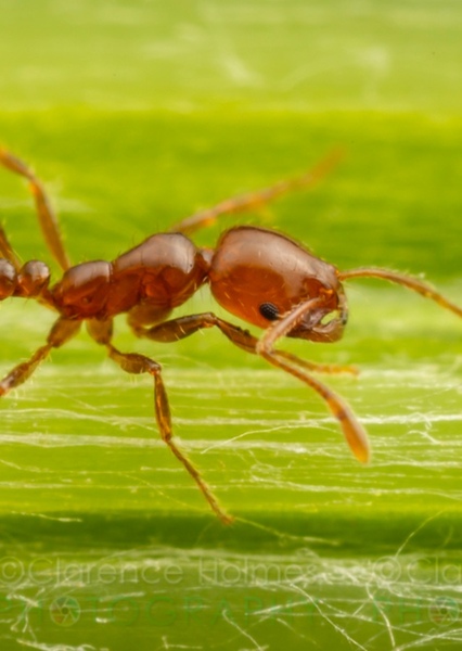 Red imported fire ant