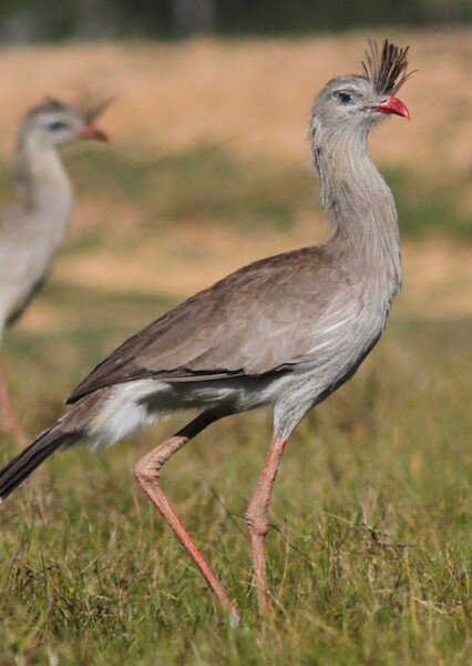 Red-Legged Seriema