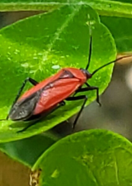 Red Mountain laurel mirid