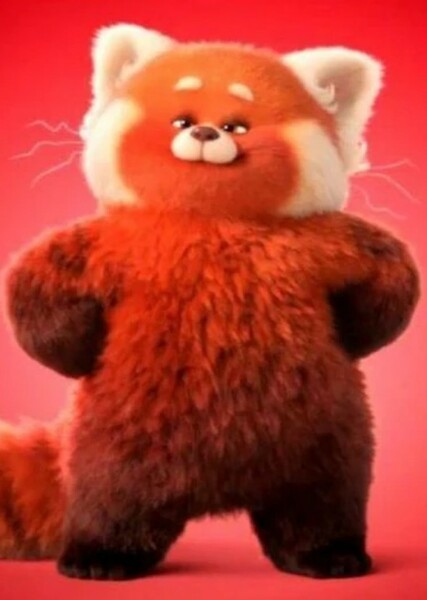 Red Panda photo