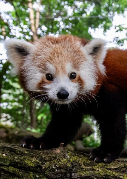 Red Panda photo